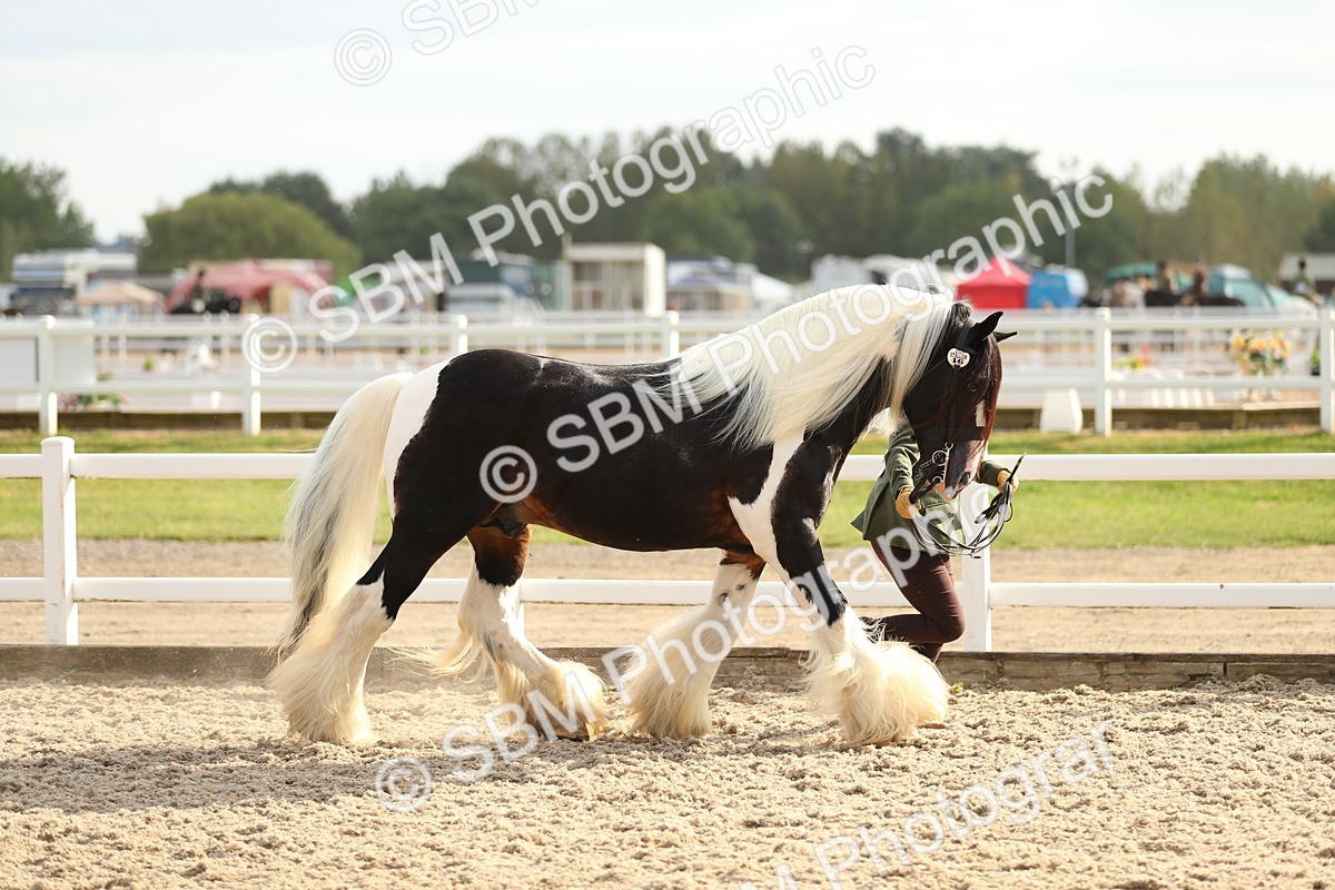 SBM_08569 - Class 28 - IH Veteran Horse
