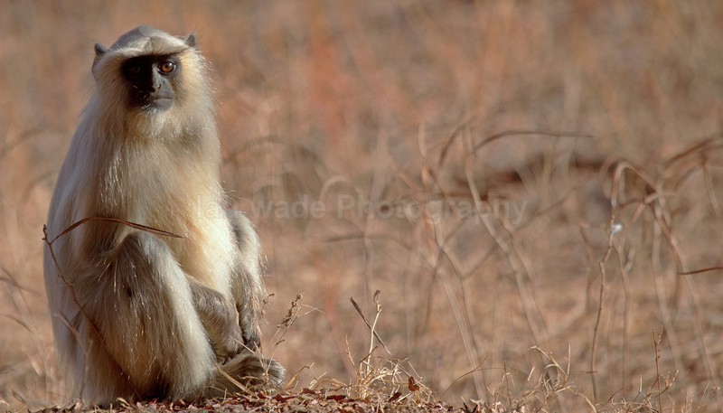  - Indian - People, Culture, Wildlife & landscape