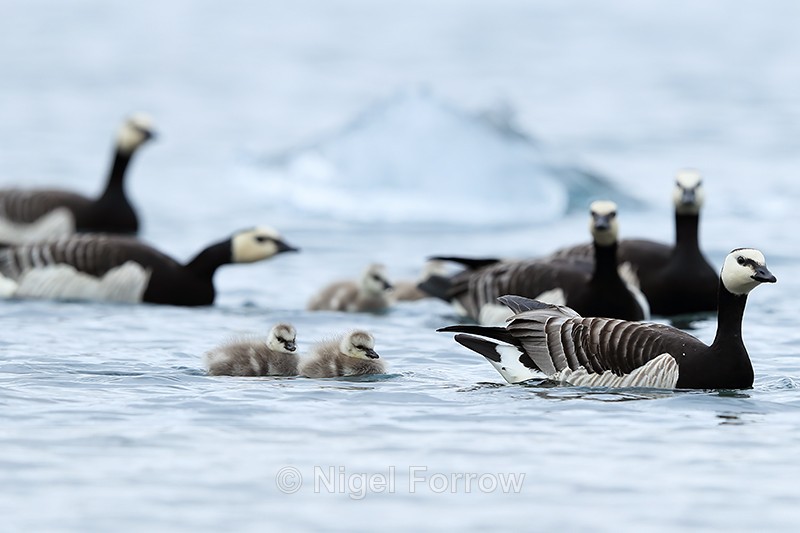 Barnacle Geese on lagoon, Jokulsarlon, Iceland - Barnacle Goose