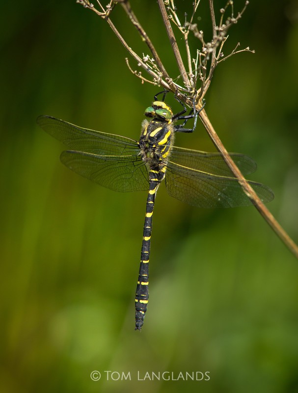 Golden-ringed Dragonfly - Macro