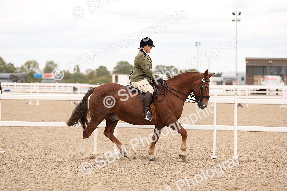 SBM_19508 - Class 215 - Ridden Show cob