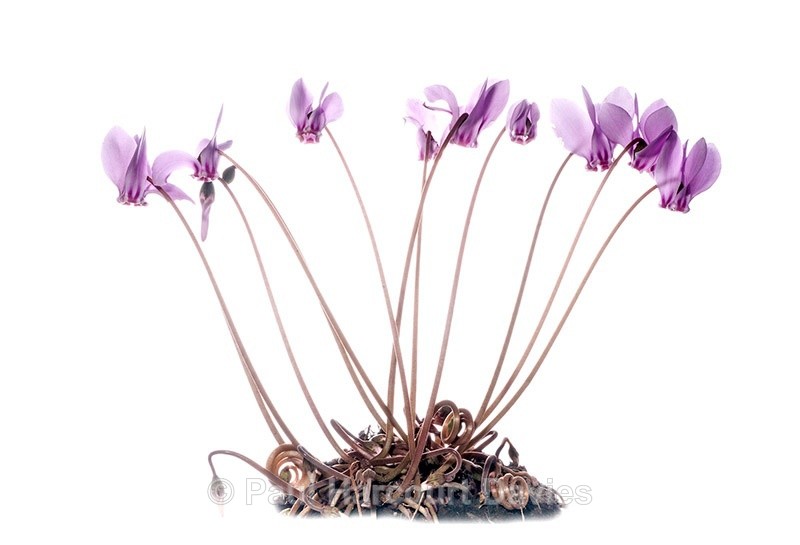 Sowbread (Cyclamen hederifolium) - Plants - WB