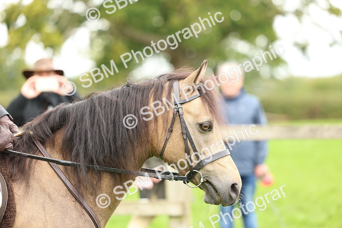 SBM_41834 - S32 - Mountain & Moorland Working Hunter Pony