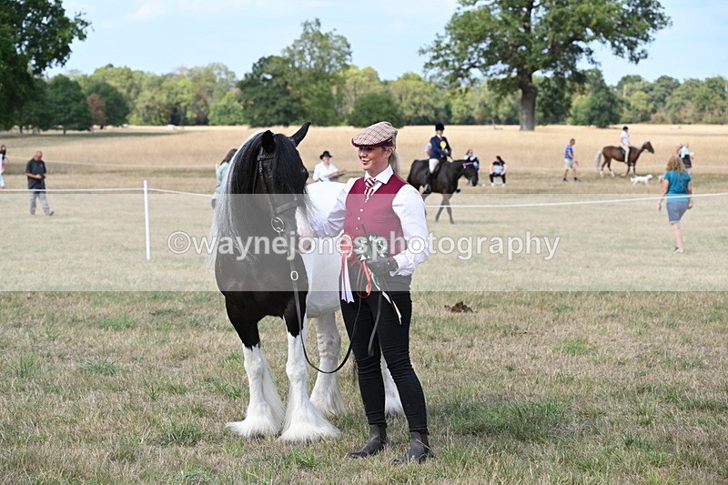 WJ6_6734 - Class 20 In-hand Cob