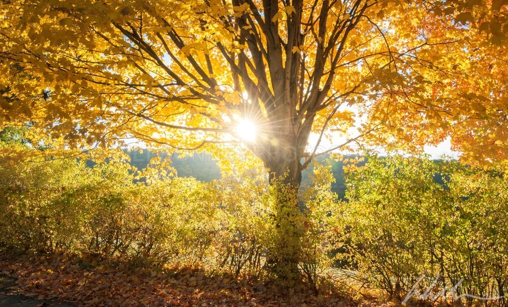 _WDB3144 - Autumn