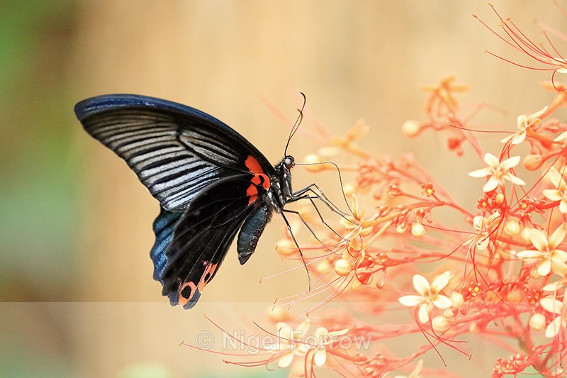 Great Mormon butterfly, Tad Sae waterfall, Laos - INSECTS