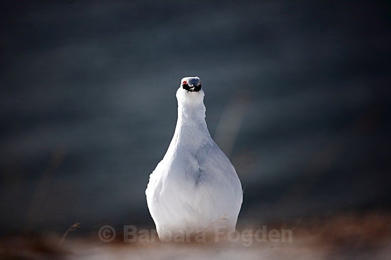 Grouse 2 - Latest Photos