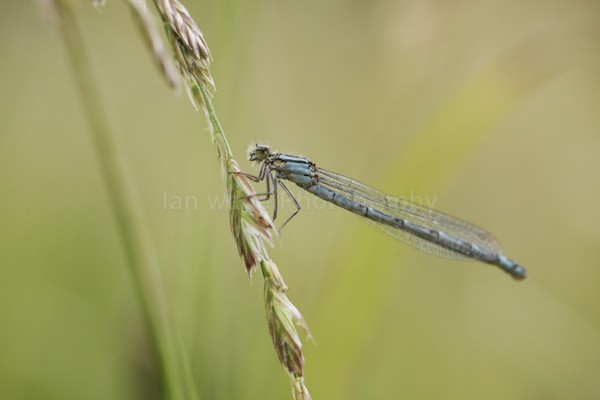  - Insects & Snails, Great Britain