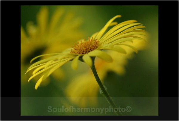 Breeze - Floria Macro