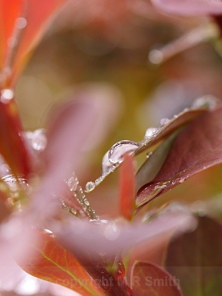 Berberis After Rain (1) - MACRO & CLOSE UPS
