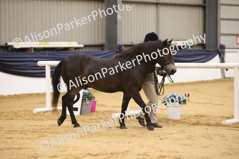 20260913-1091 - Class 110 - Bred In Other In Hand