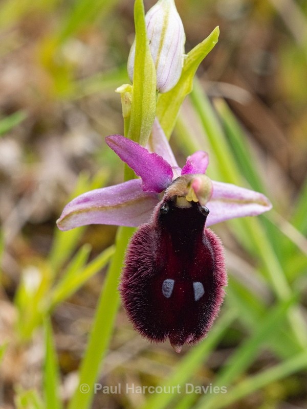 Ophrys x permutata Hybrid Ophrys....Ophrys argolica subsp. biscutella × Ophrys bertolonii subsp. bertoloniiformis  - Gargano - Wild Orchids