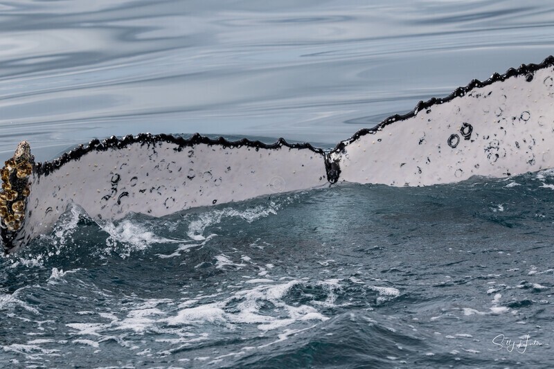 Disappearing Fluke 3