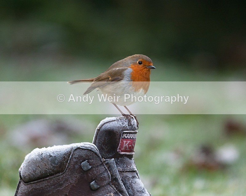 20090110-004 - Robin
