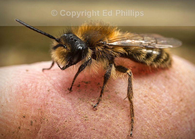 Andrena clarkella (m)