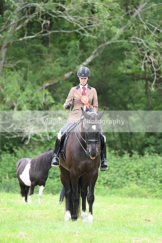 WJ7_4224 - Class 14A Handsome Gelding