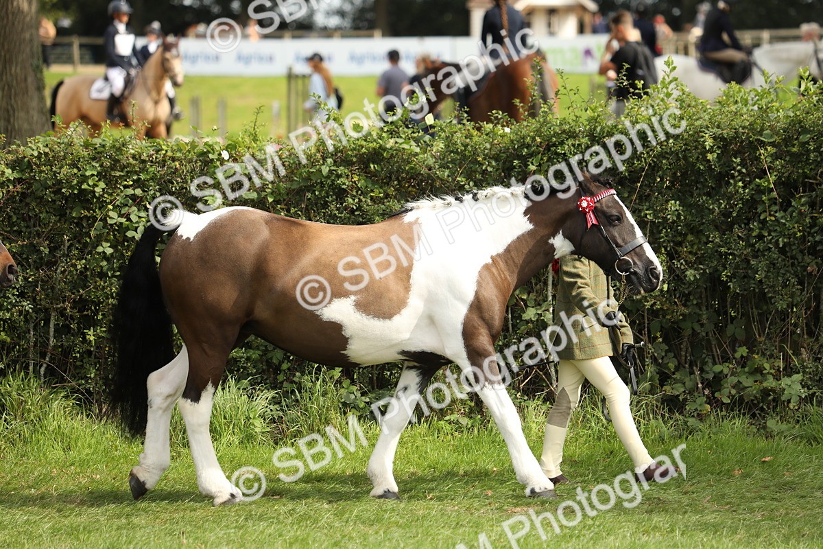 SBM_67683 - S39 - Junior Handler 8  Years & Under