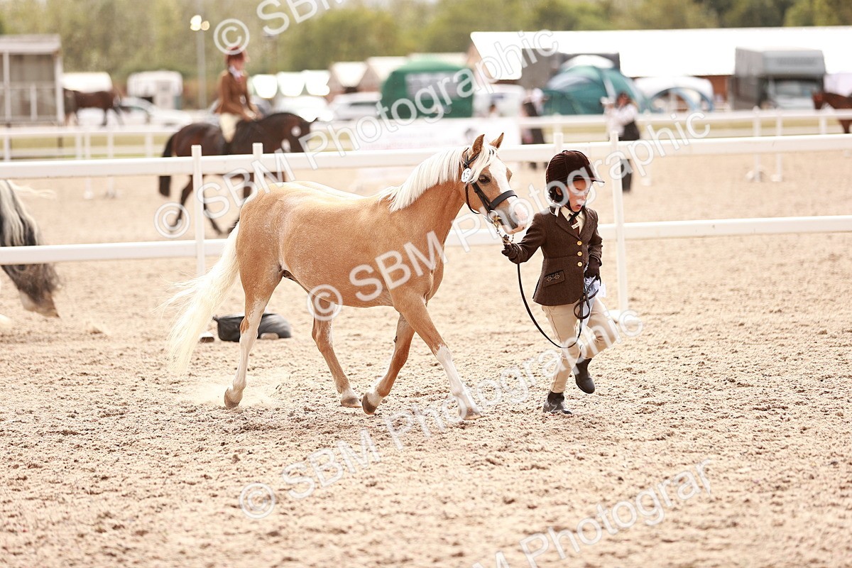 SBM_18275 - Class 416 - Prettiest Mare (IH or Ridden)Jnr
