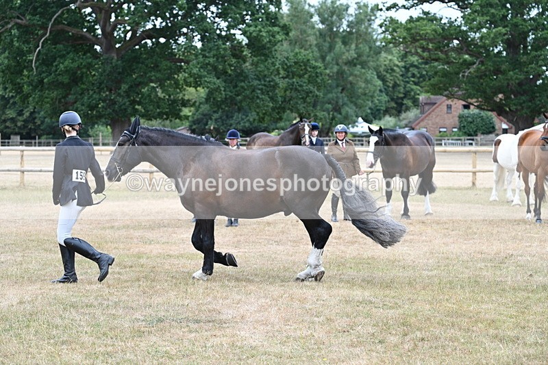 WJ7_0121 - Class 5a Most Handsome Gelding (above 14.2hh)