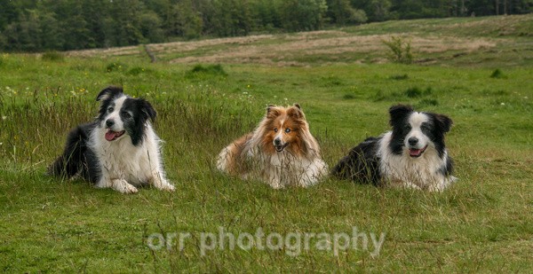  - Dogs