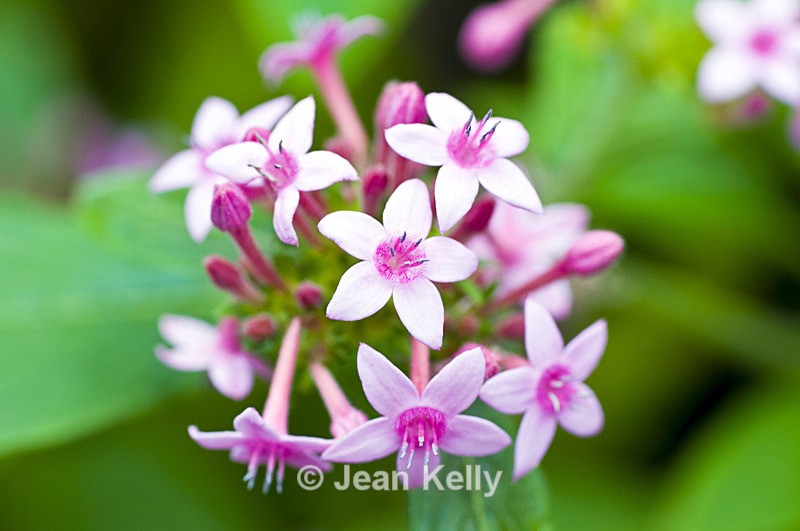 Flower - 20080822_198 - Pink