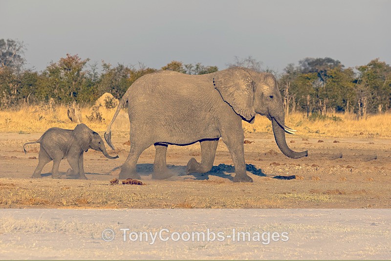 Elephant - Botswana ~ The Mammals