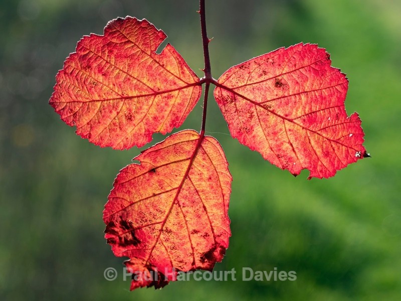 Bramble (blackberry) Rubus fruticosa leaves in autumn. - Autumn Colours 2020