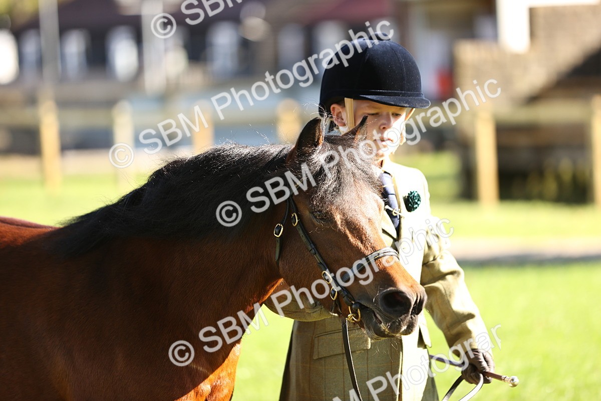 SBM_15893 - S1 - TSR in Hand Horse & Pony Showing