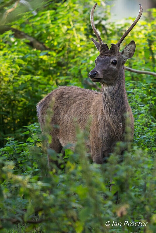 Young buck! - Red Deer Stag - Nature