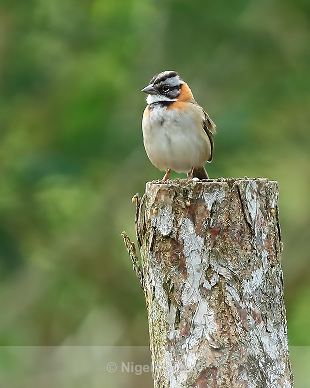 Rufous-collared Sparrow (adult), Panama - Rufous-collared Sparrow
