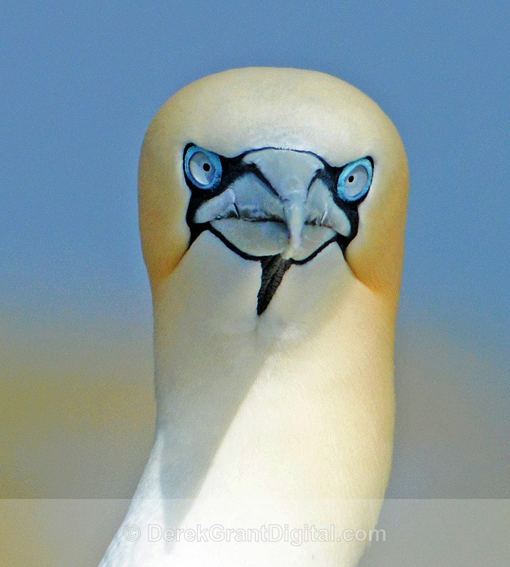 Northern Gannet Macro - Birds of Atlantic Canada