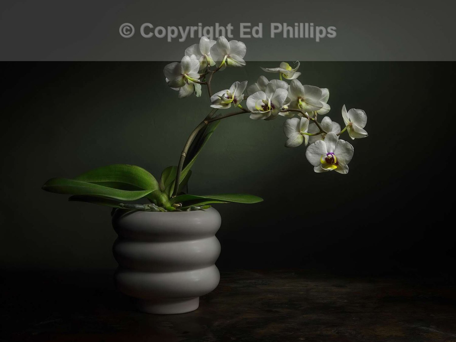 Potted Orchid