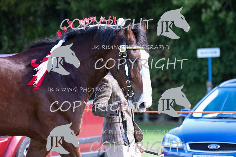 APP_3152 - Class 3 Youngstock