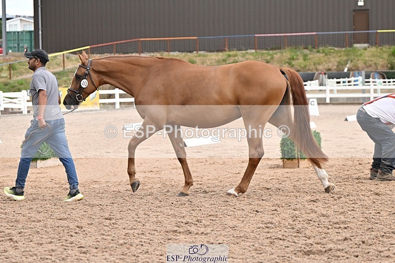 250716-145648-01539 - Trot Up 2.30 to 3.30