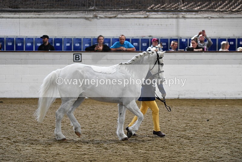 WJ5_4665 - Class 3 Part Bred In hand