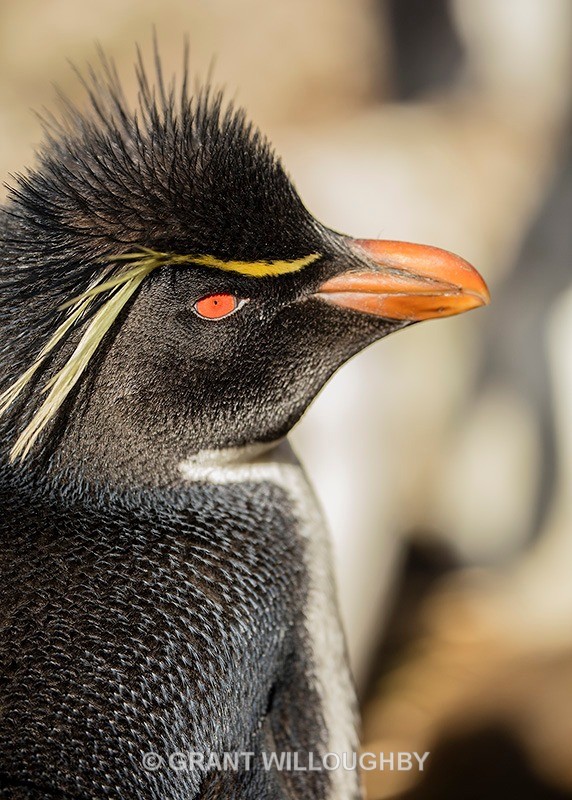 Rockhopper - Antartica
