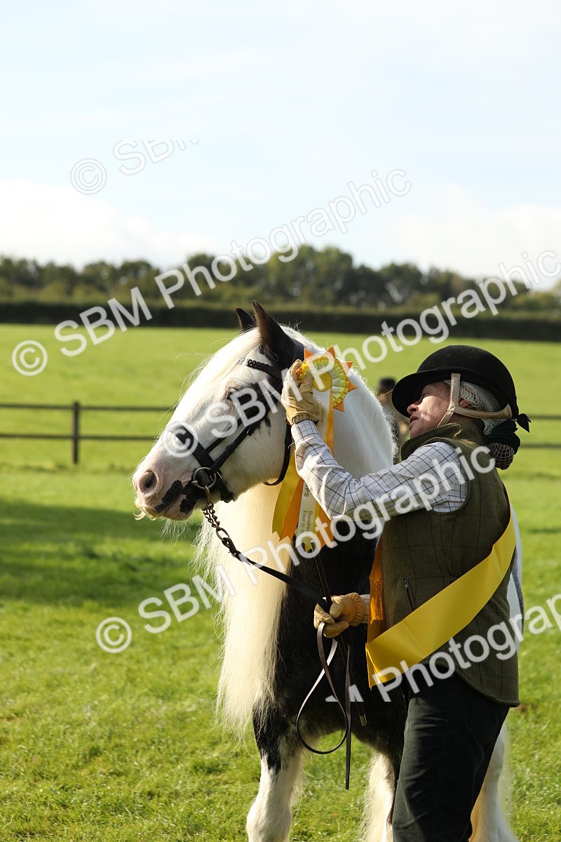 SBM_60994 - S43 - Coloured Pony In Hand