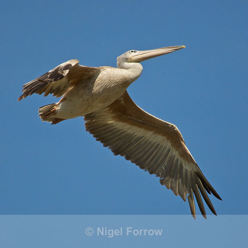 Pink-backed Pelican in flight - Pink-backed Pelican