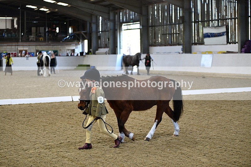 WJ5_3729 - Class 5 In Hand Veterans