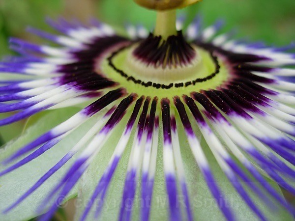 Purple Passion Flower Spokes - MACRO & CLOSE UPS