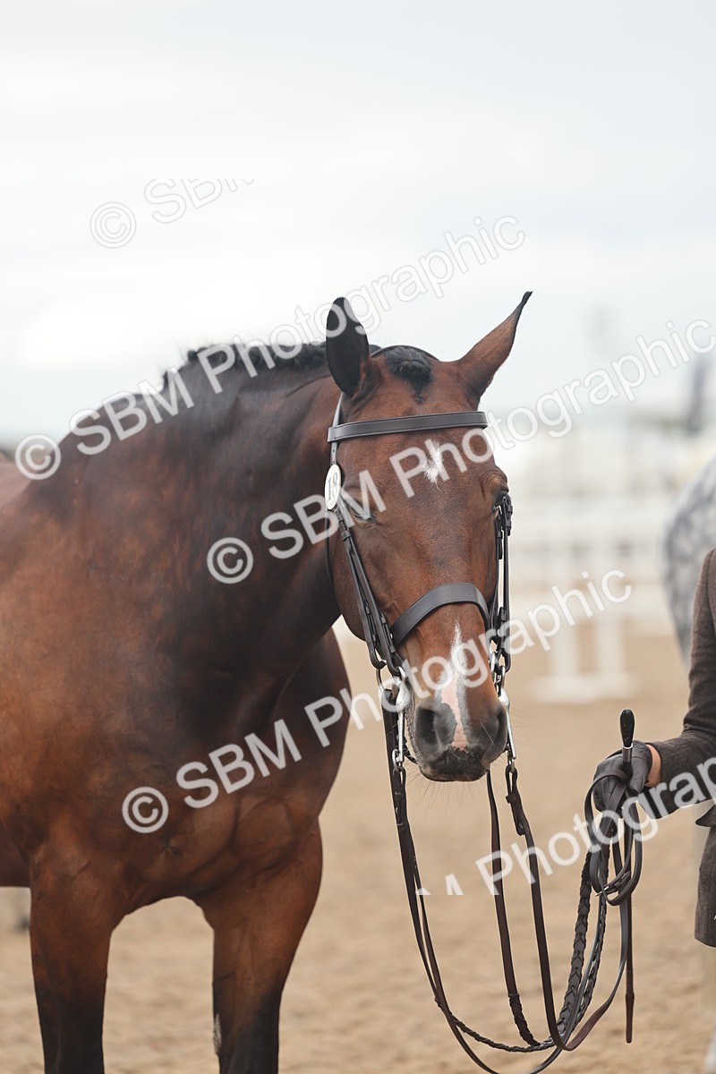 SBM_07951 - Class 28 - IH Veteran Horse