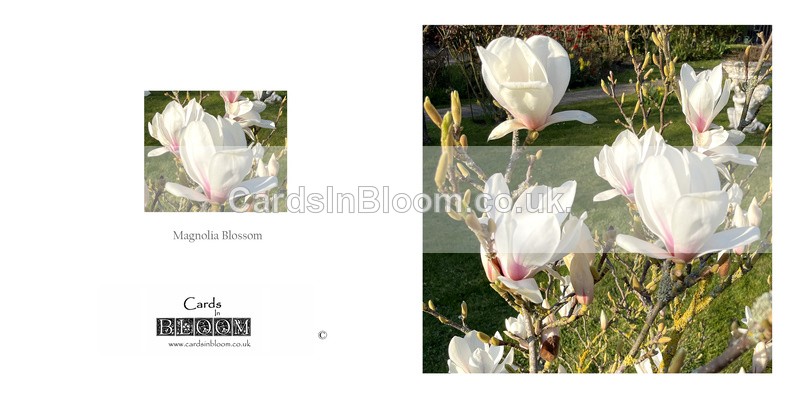 025 Magnolia Blossom - FLORAL GREETING CARDS