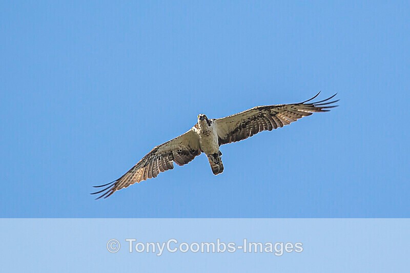 Osprey - The Gambia