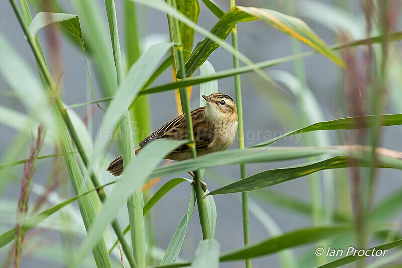 Sedge Warbler - Oxford Island - 3 of 4 - Nature