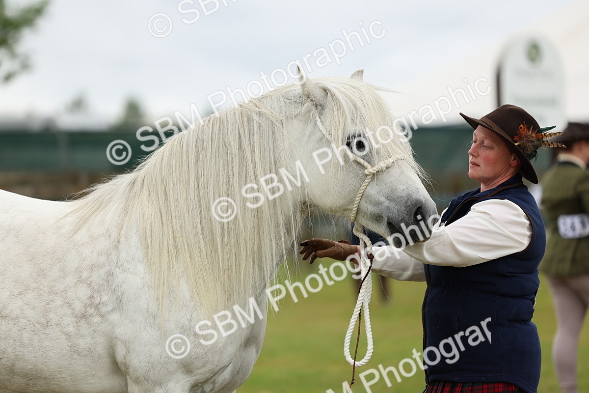 SBM_00534 - Class 58-67 - M&M Non Welsh Pony In hand
