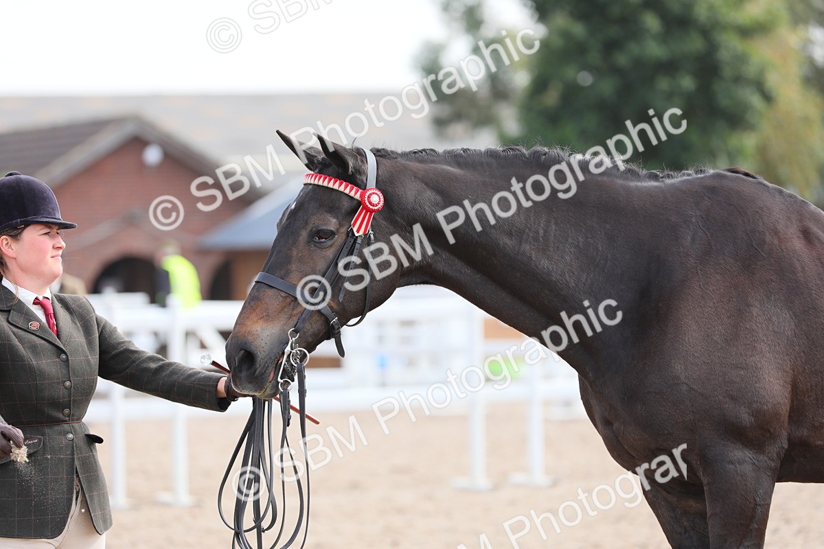 SBM_15797 - Class 312 IH Competition Horse/Pony