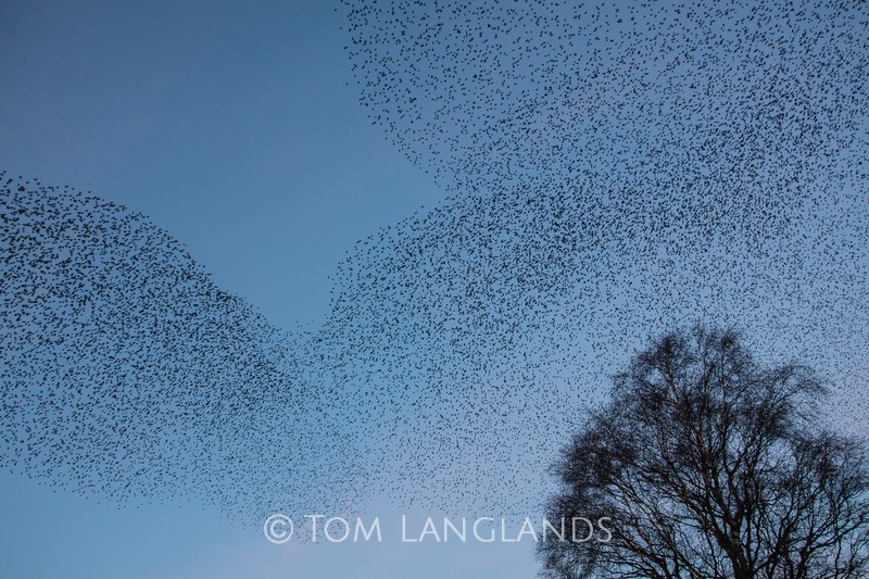 Starlings - Starlings and Murmurations