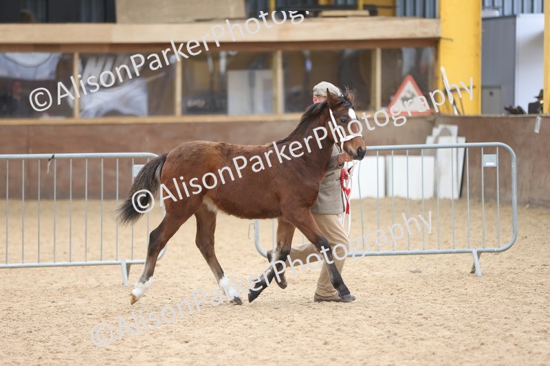 20251109-0816 - Class 24 - Foals