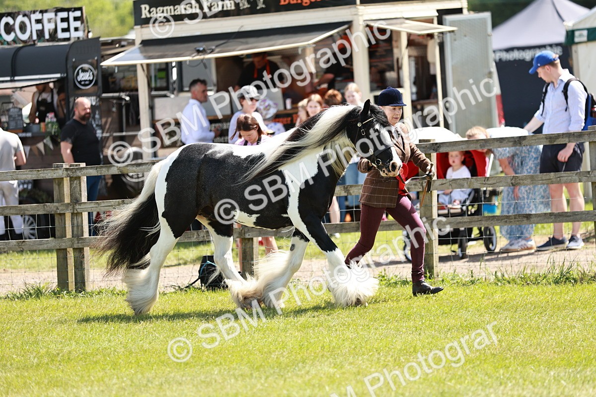 SBM_05498 - Class 41-45 - Riding Pony-Hunter Pony Breeding