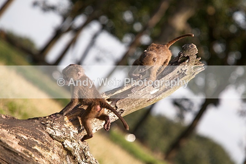 20120903-_MG_9753 - Captive Animals